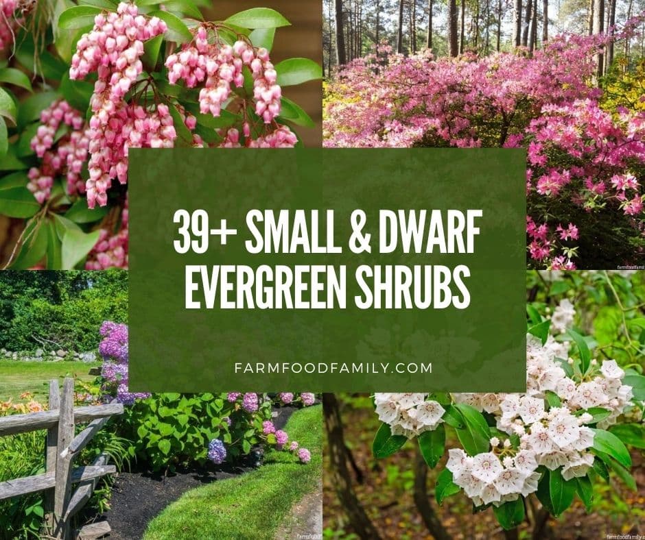 39 Small And Dwarf Evergreen Shrubs, Dwarf Evergreen For Landscaping