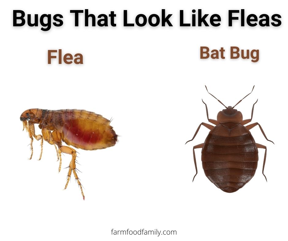 fleas vs bat bugs