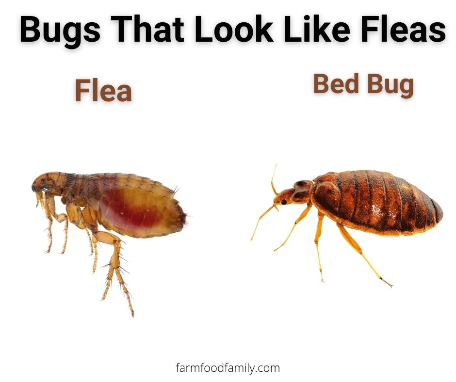 fleas vs bed bugs
