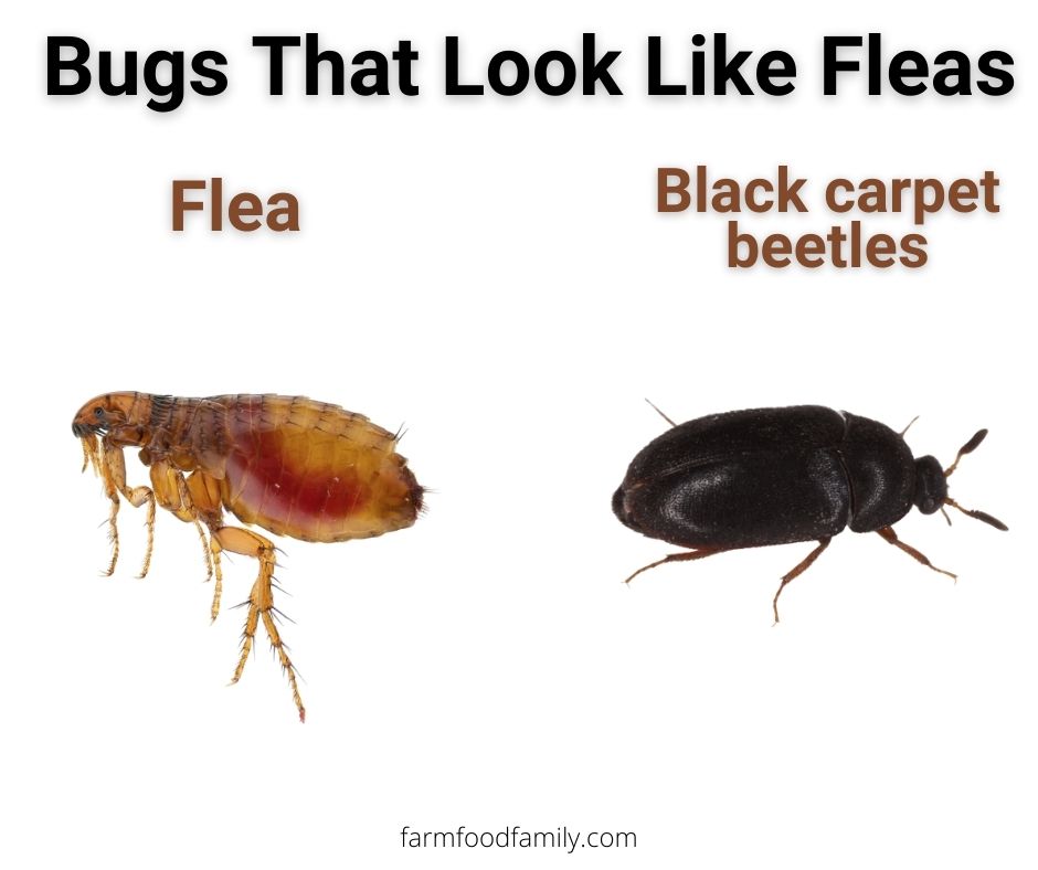 fleas vs black carpet beetles