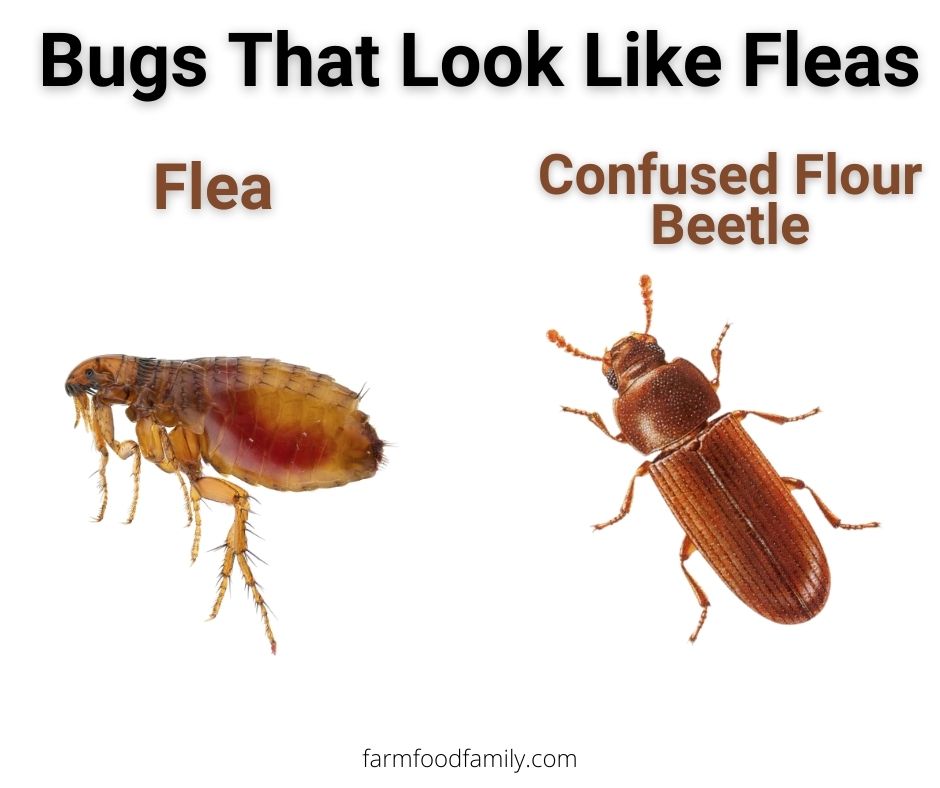 fleas vs confused flour beetle