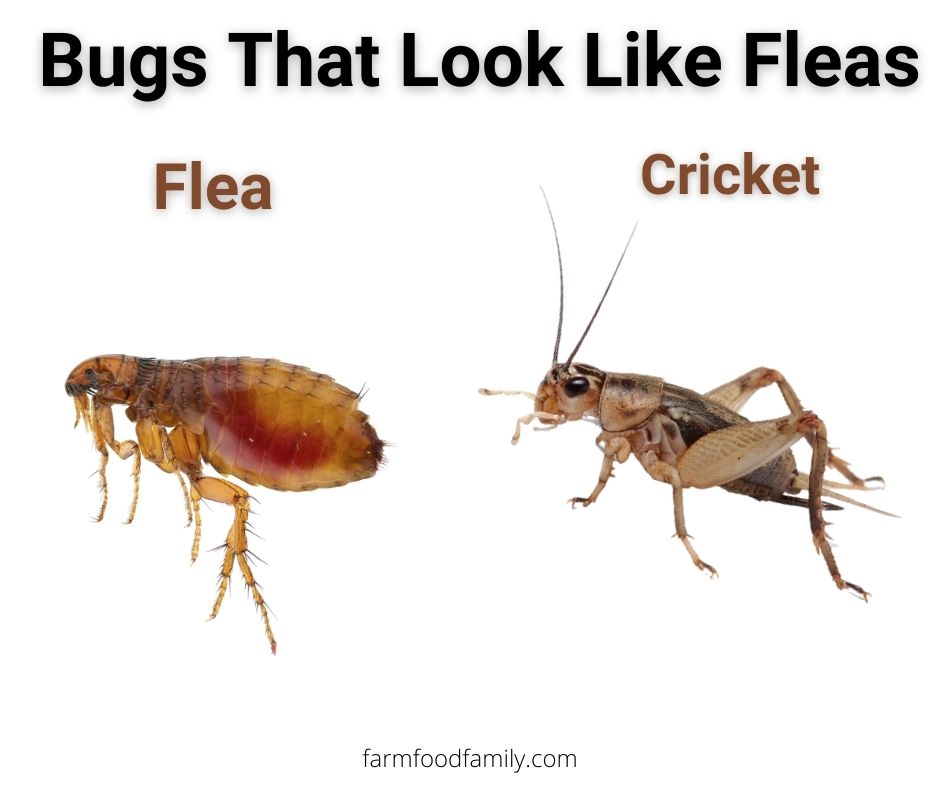 fleas vs crickets grasshopers