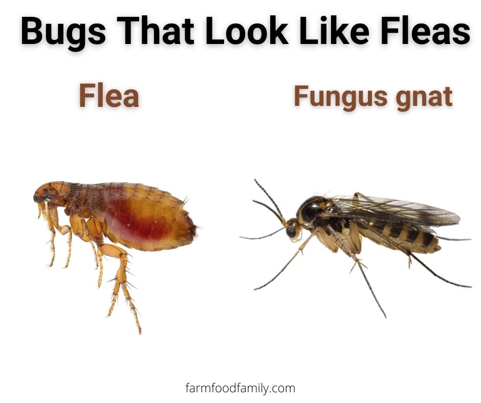 fleas vs fungus gnats