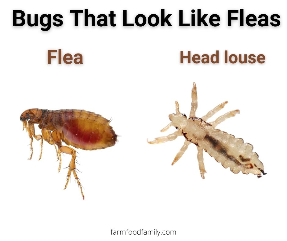 fleas vs head louse