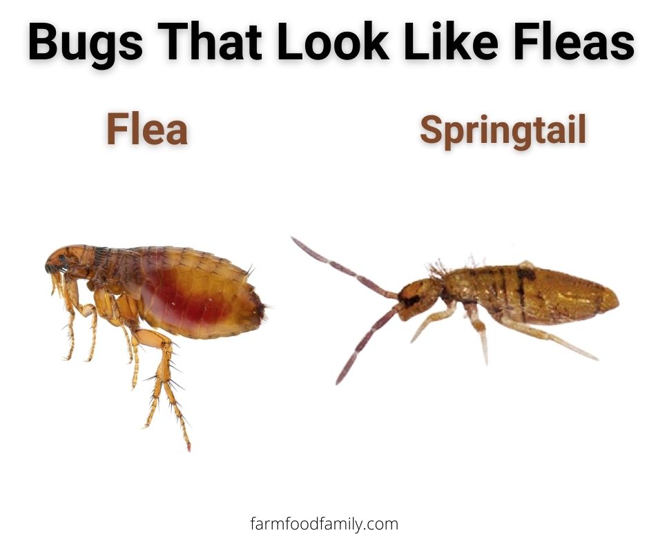 fleas vs springtails