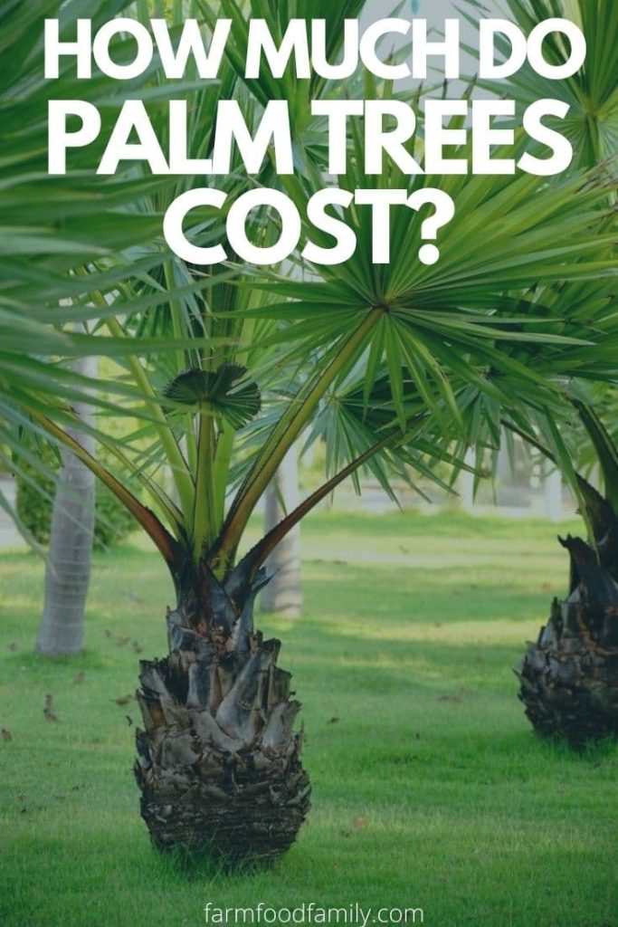 how much do palm trees cost