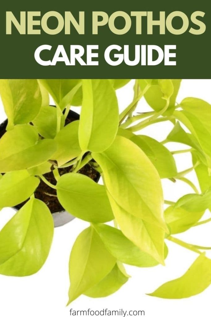 how to care for neon pothos