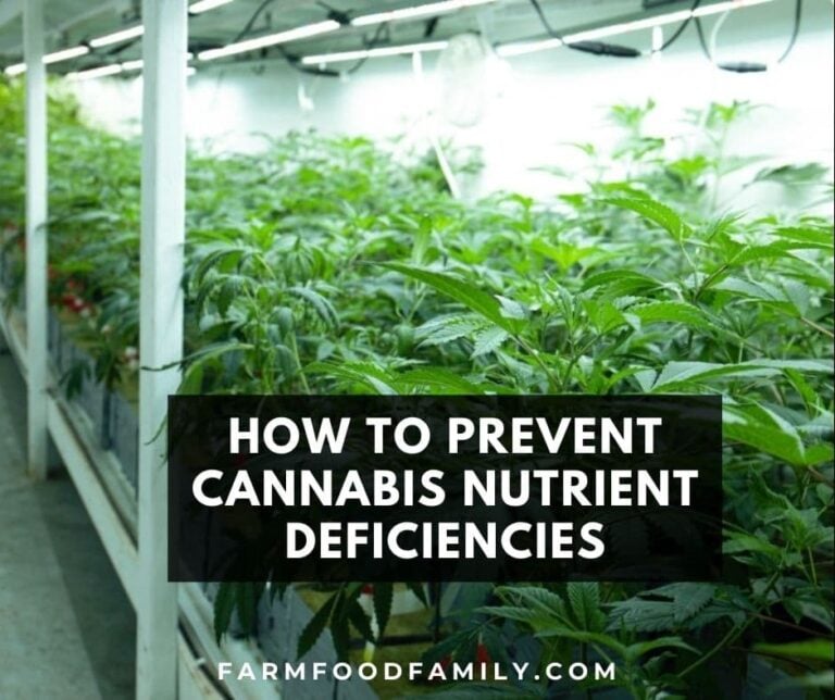 How To Prevent Cannabis Nutrient Deficiencies