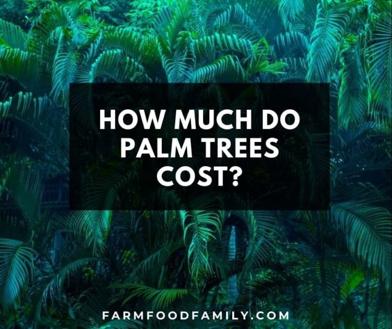 How Much Do Palm Trees Cost?
