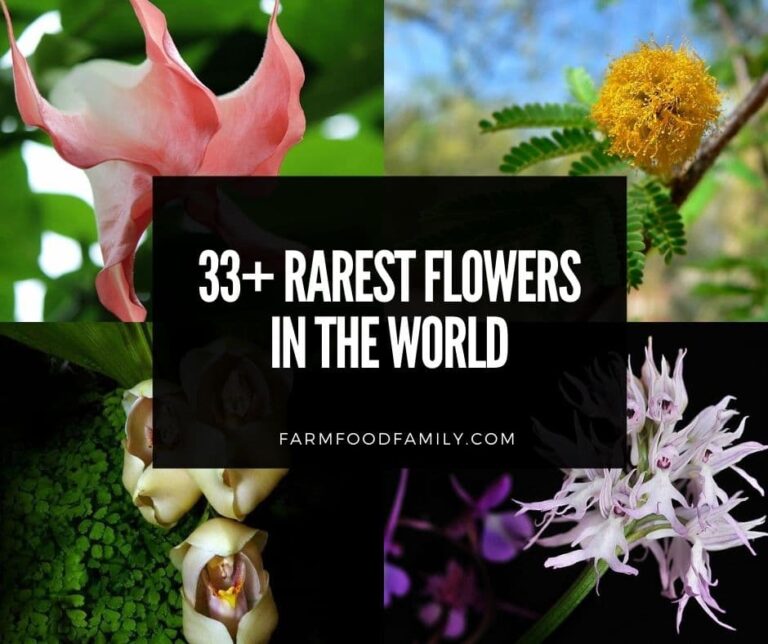 33+ Rare Flowers You Have Probably Never Seen