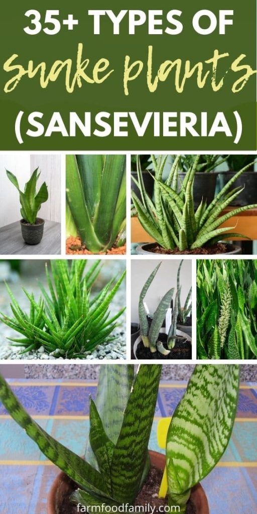 sansevieria varieties