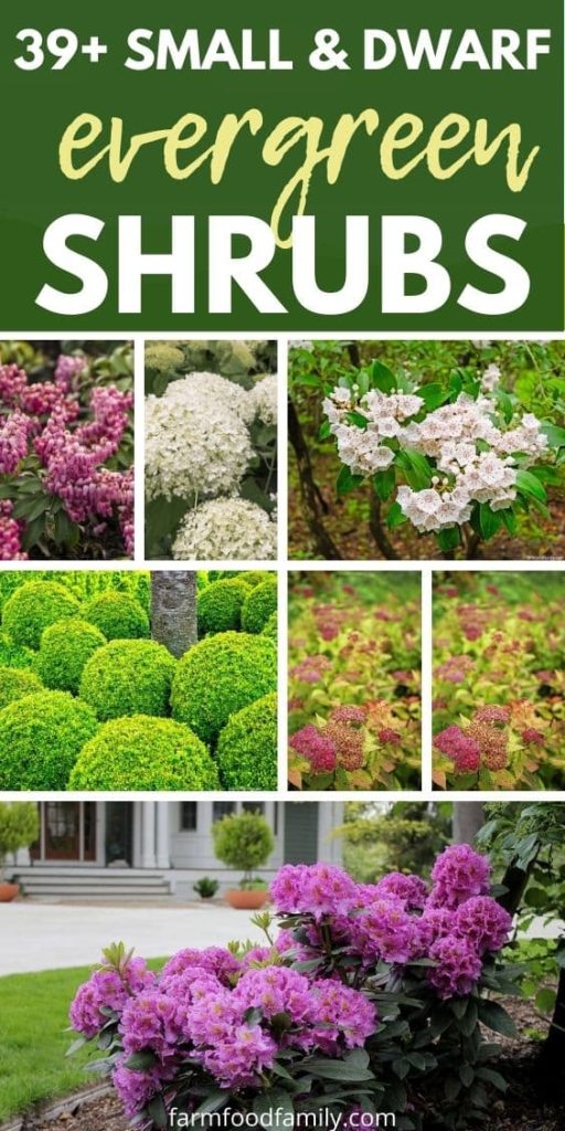 39 Small And Dwarf Evergreen Shrubs, Small Green Bushes For Landscaping
