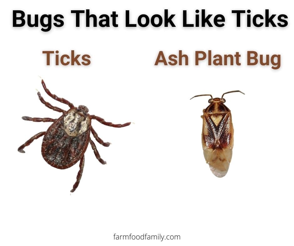 Ticks vs ash plant bug