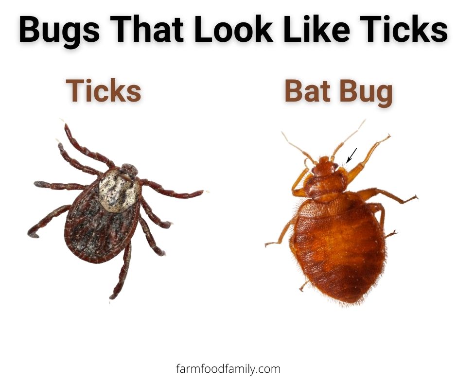 Ticks vs bat bug