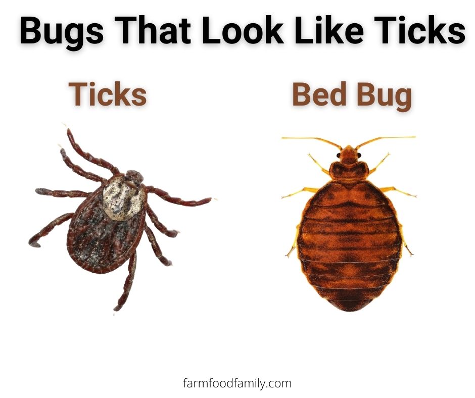 ticks vs bed bug