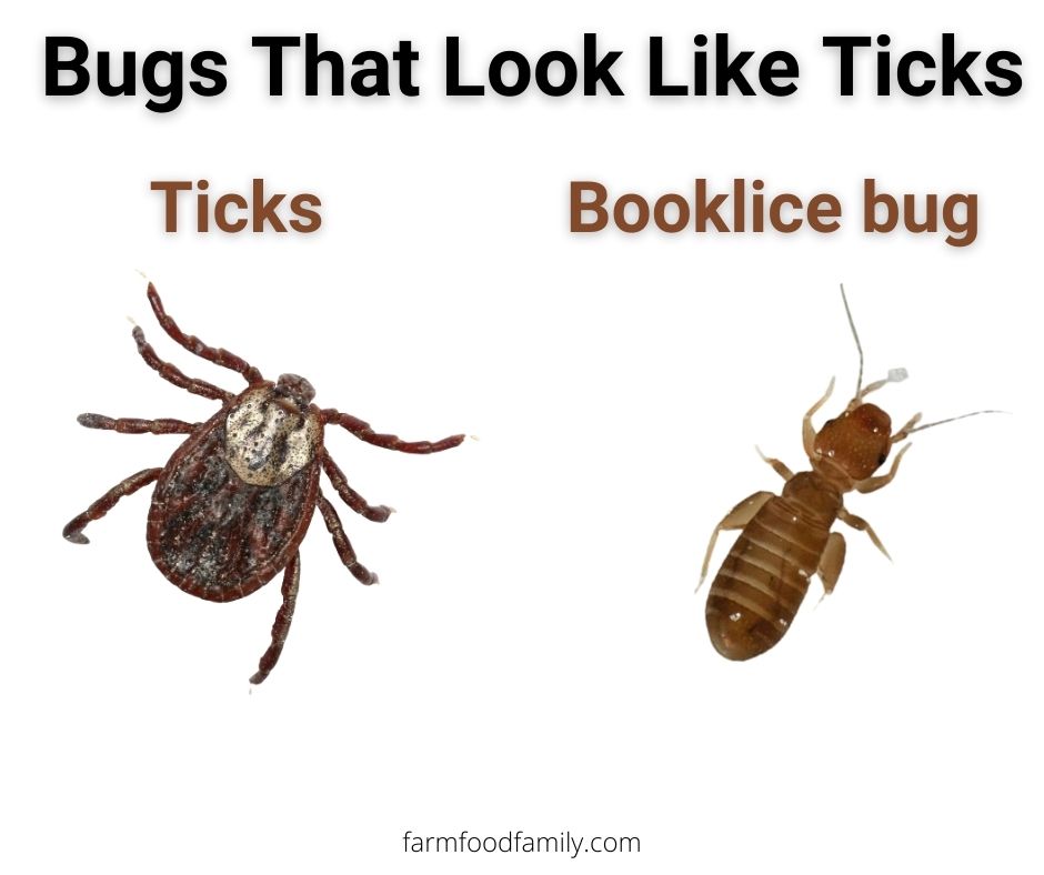 Ticks vs booklice bug