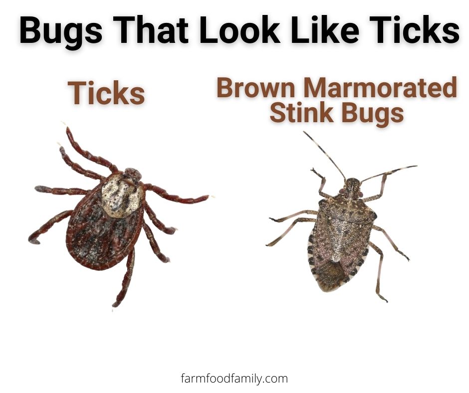 Ticks vs brown marmorated stink bugs
