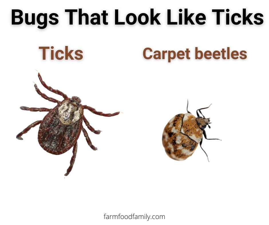 ticks vs carpet beetles