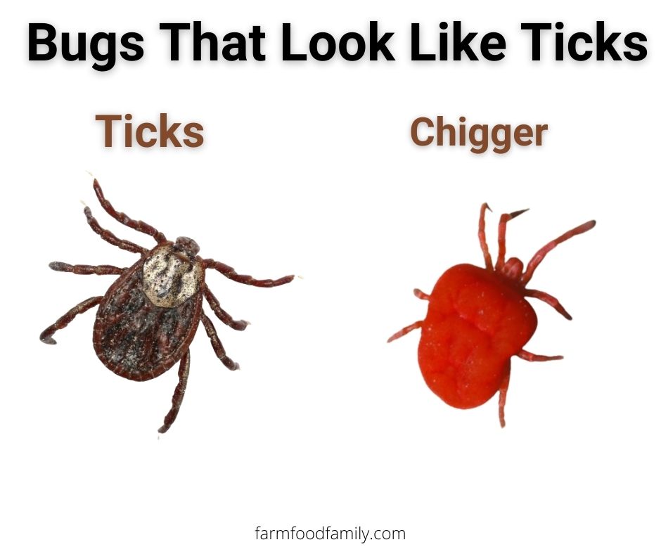 Ticks vs chiggers