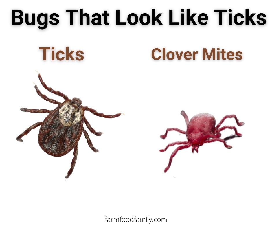 ticks vs clover mites