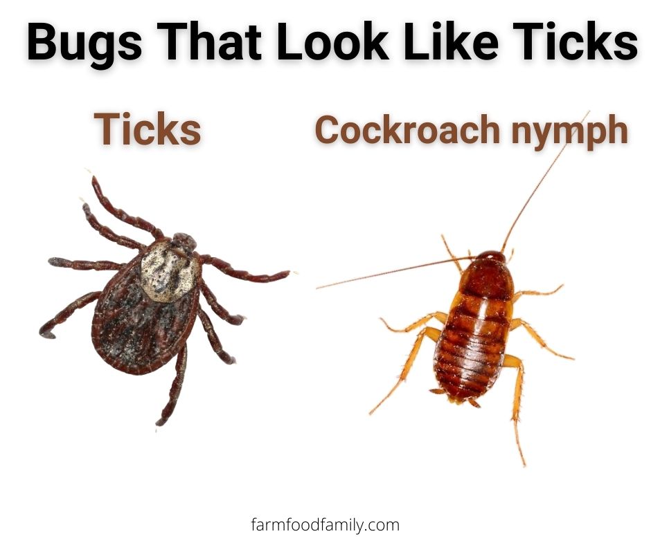 Ticks vs cockroach nymphs