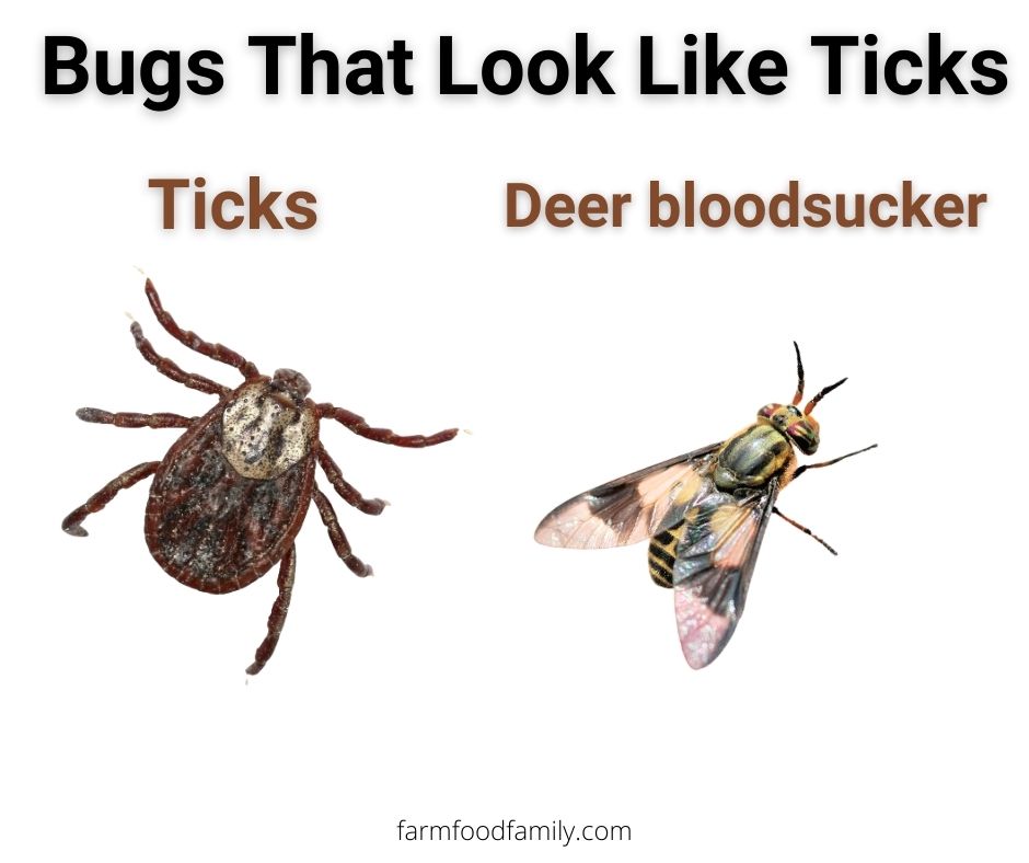 Ticks vs deer bloodsucker