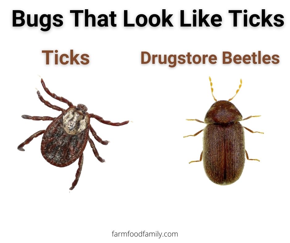 Ticks vs Drugstore beetles
