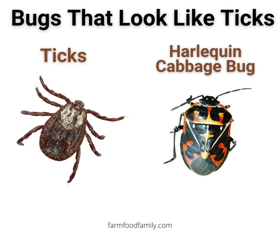 Ticks vs Harlequin cabbage bug