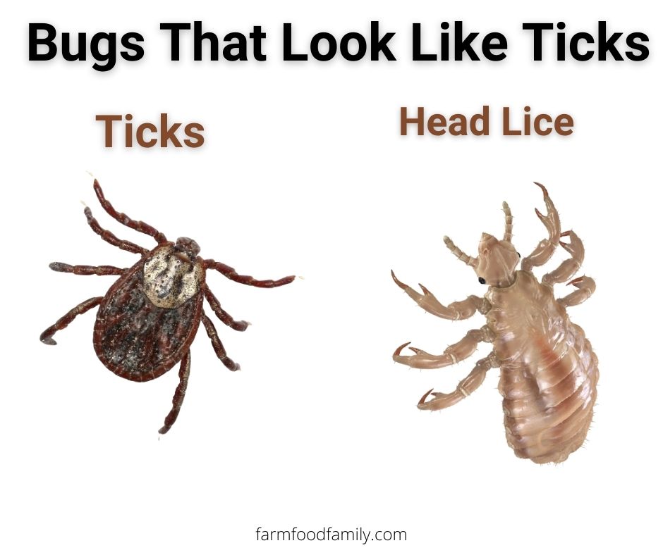 Ticks vs head lice
