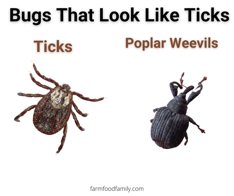 ticks vs poplar weevils