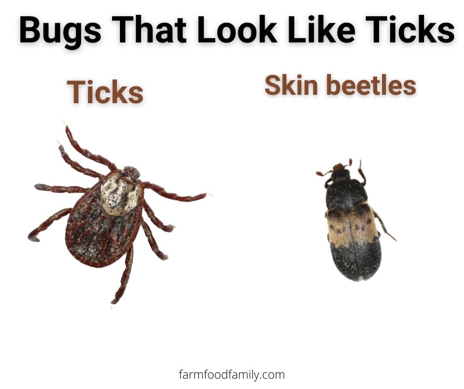 Ticks vs skin beetles