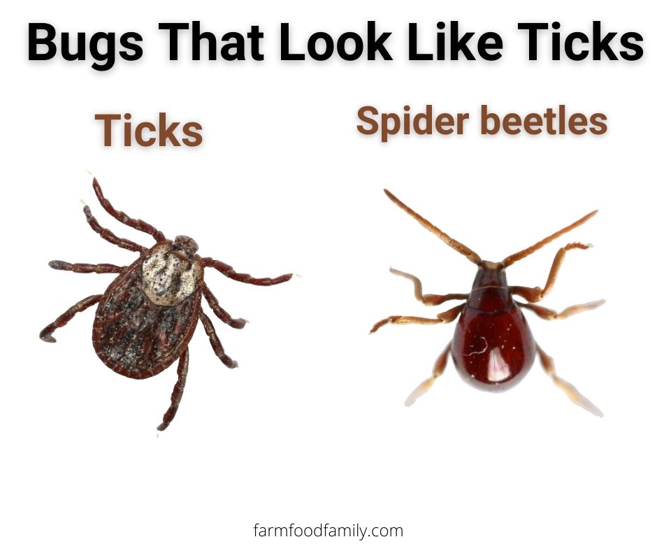 Ticks vs spider beetles