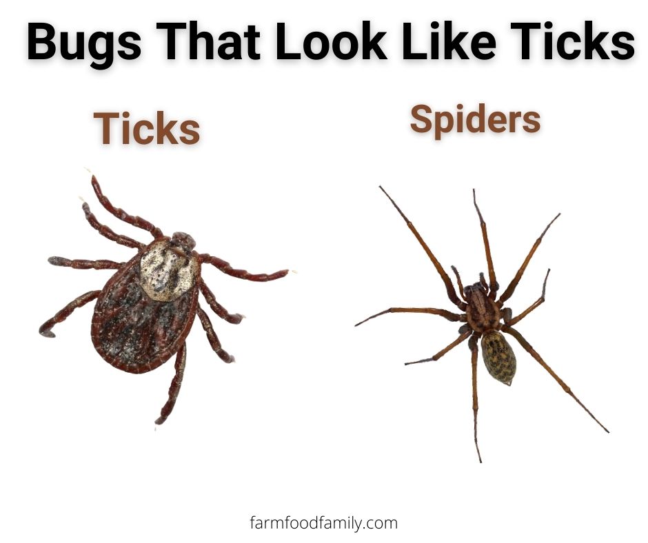 Ticks vs spiders