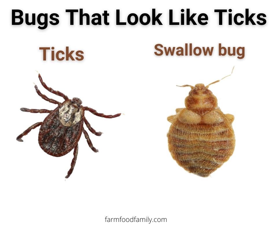 Ticks vs swallow bugs