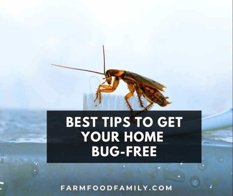 Here Are the Best Tips To Get Your Home Bug-Free