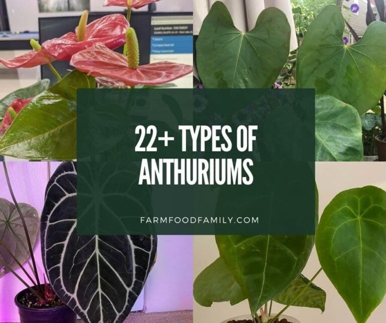 22 Types of Anthuriums With Photos