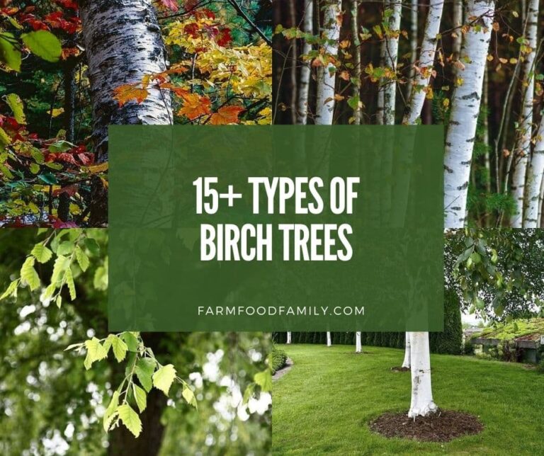 16+ Types Of Birch Trees (With Pictures)