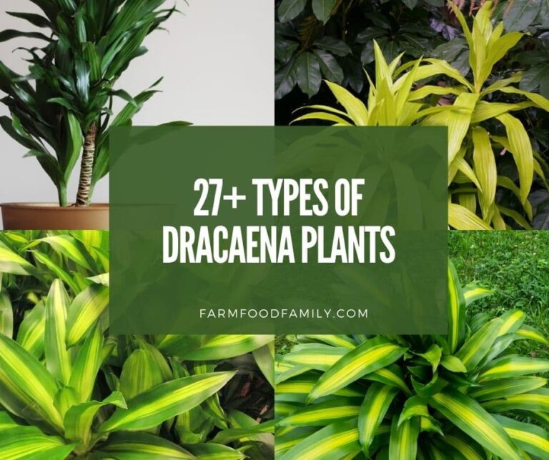 27+ Types Of Dracaena Plants