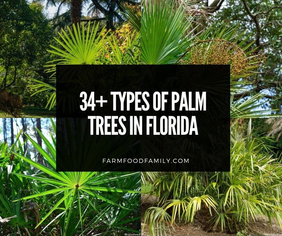Palmier en Floride avec des fruits bleus