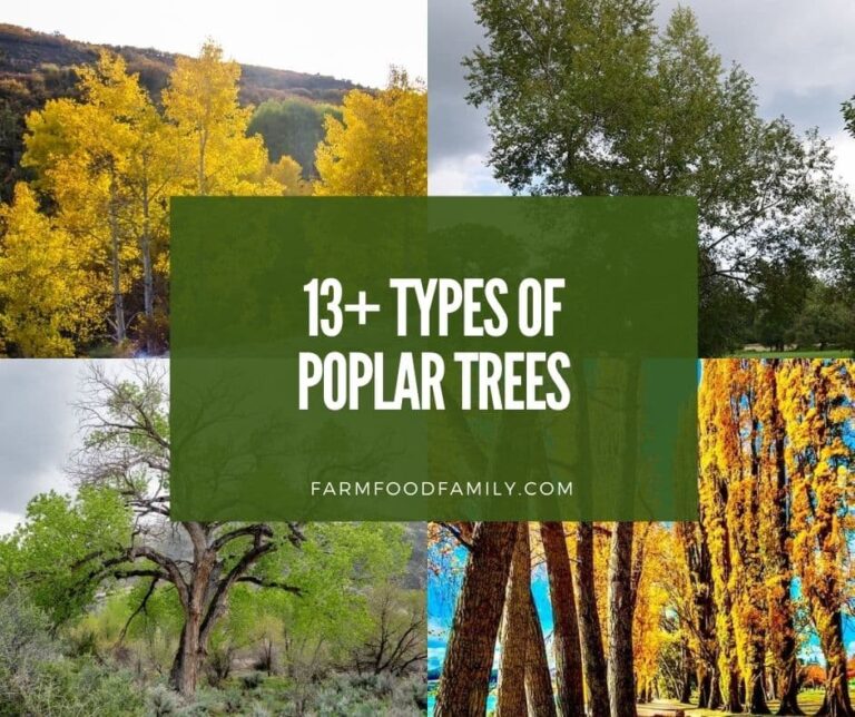 13 Types Of Poplar Trees (With Pictures)