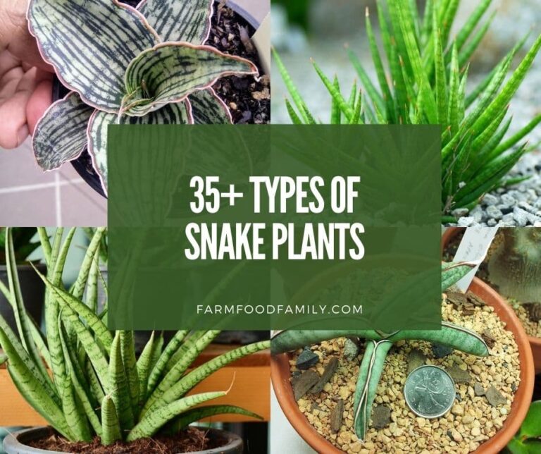 35+ Types Of Snake Plants With Pictures