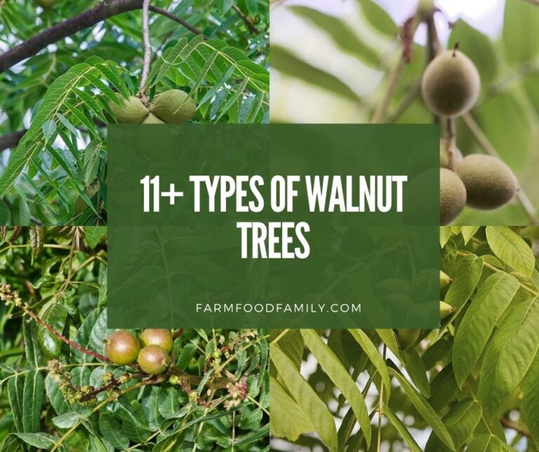 12+ Different Types Of Walnut Trees (With Pictures)