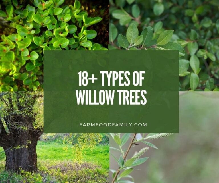 18+ Different Types Of Willow Trees With Pictures