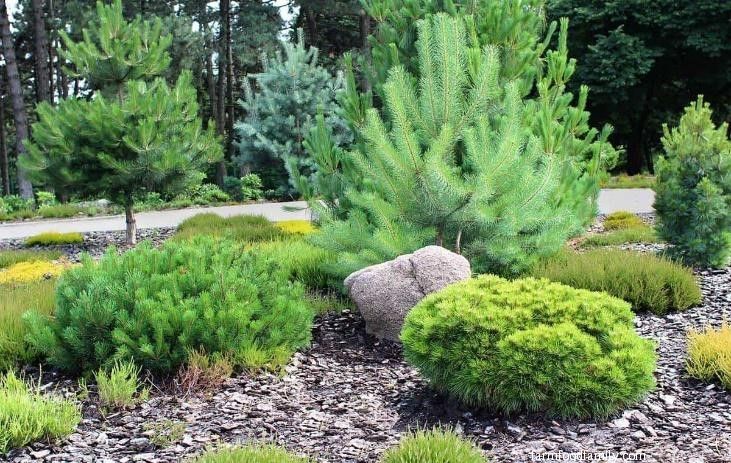 1 pine tree landscaping ideas