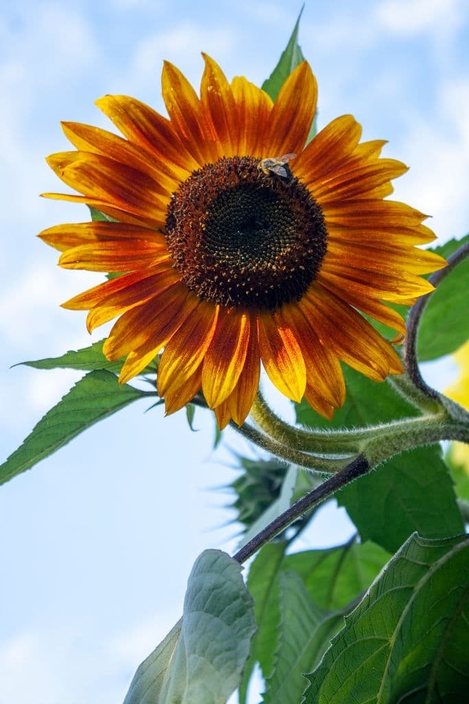 10 little becka sunflowers