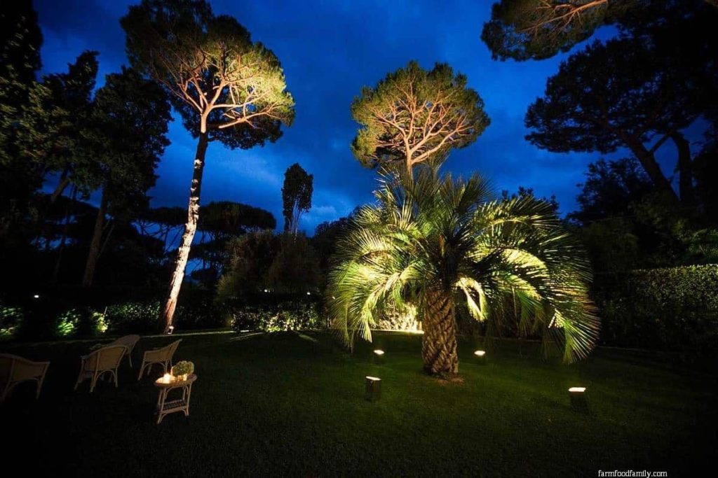 10 palm tree landscaping ideas