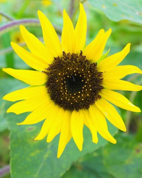 11 pacino cola sunflower