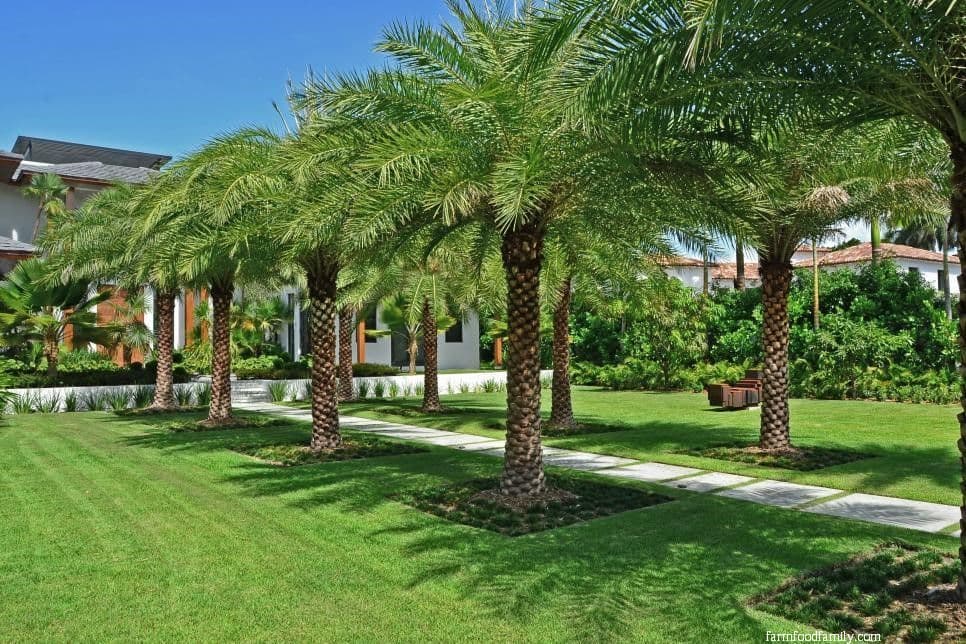 16 Best Palm Tree Landscaping Ideas, Front Yard Landscaping With Palm Trees