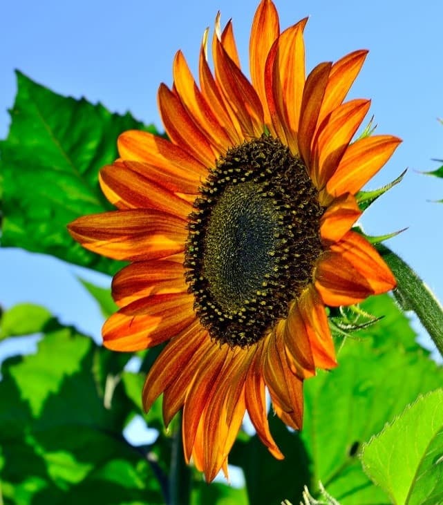 17 terracotta sunflower