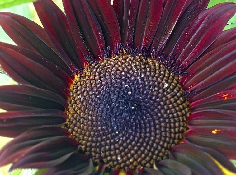 18 chianti sunflower